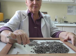 Семечка подсолнечника в ДНР уродилась не крупная, но с высоким процентом масла 