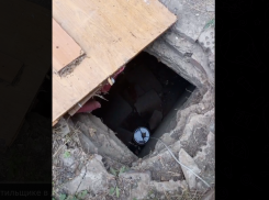 Собак могут заживо замуровать в трёхметровой яме в Донецке