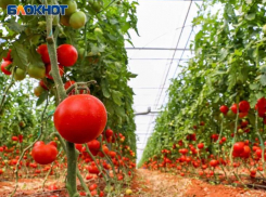 Экологически чистый урожай: секреты безопасного выращивания от экспертов