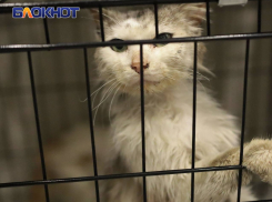 Нехватка воды в Донецке грозит перерасти в инфекционную катастрофу в приютах для животных