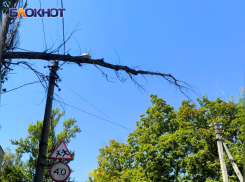 Дерево может упасть на головы дончан и оставить без света часть Донецка