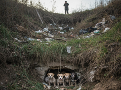 Четверо щенков в опасности: они заперты в котловане в центре Донецка