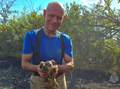 Ястреба и черепаху спасли во время пожара сотрудники МЧС ДНР в Новоазовском районе