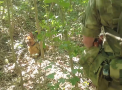 В ДНР служебная собака Дина обнаружила взрывчатку в схроне ВСУ