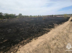 Дончанин спалил 250 деревьев и отправился на обязательные работы