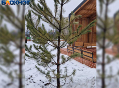 Замороженные заживо: новые деревья в парке «Металлург» в Донецке могут не ожить к весне