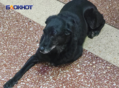 Пушистый «охранник» живёт в донецкой гимназии №6 и заходит на уроки