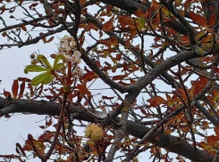 В октябре в ДНР зацвели каштаны