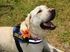 Собачий день: четвероногие спасатели МЧС ДНР отмечают праздник