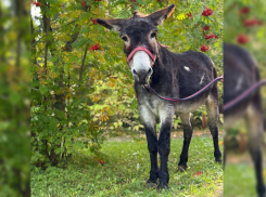 Перевозивший снаряды на Донбассе ослик Жорик переехал к Деду Морозу