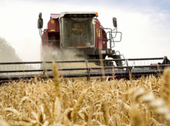 Комбайны шумят без устали: зерновые и зернобобовые в ДНР убираются по плану