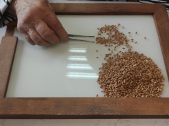 В ДНР на посевные качества проверили более 440 тысяч тонн семян 