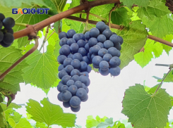 ДНР включили в винодельческую зону