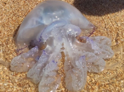 Азовское море заполонили черноморские медузы и портят отдых туристам в ДНР