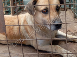 Ищут дом: в Донецке отловили 53 безнадзорных собаки