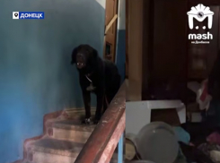 Агрессивная женщина «плюшкин» и её 8 злых собак держат в страхе подъезд в Донецке