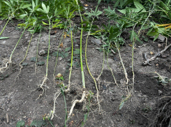 Тюрьма за саженцы: житель Волновахи выращивал коноплю в огороде 