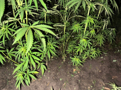 Житель ДНР вырастил 382 куста конопли возле дома