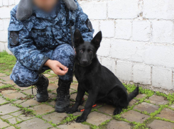 Семь немецких овчарок из Саратова пополнили ряды служебных собак в ДНР