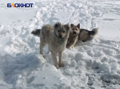 В Донецке администрация выплатит 60 тысяч женщине, покусанной бездомной собакой