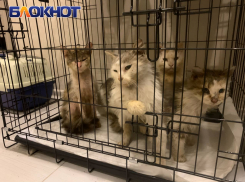 Донецкие волонтеры вывезли из курского приграничья более 60 животных за 4 дня