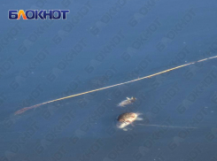 Массовый мор рыбы произошел в водоёме Пролетарского района Донецка 