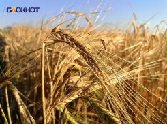 Аграрии ДНР выбирают отечественные семена пшеницы