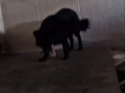 Волонтер из Донецка кормит животных в разрушенной Красногоровке