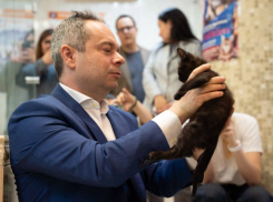 От СВО до московской сцены: фронтовые кошки из Донбасса пополнили группу театра Куклачева