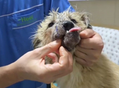 Донецкие волонтеры спаси собаку с отрубленной челюстью