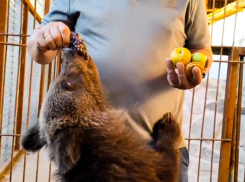 Медвежонок по имени Захар родился в зоопарке села Придорожное под Донецком