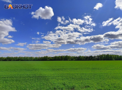 Жара и засуха: в ДНР оценили состояние озимых