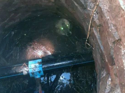 В Петровском районе Донецка сотрудники МЧС спасли собаку