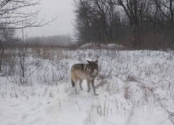 Раненый волк вышел к людям в Донецке
