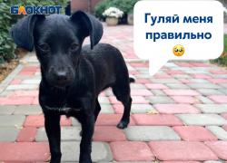 Стала известна сумма штрафа за нарушение правил выгула домашних животных в ДНР