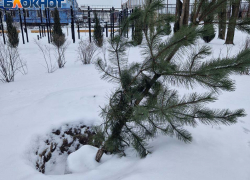 Экопарк мертвых сосен: деревья для донецкого сквера «Металлург» умерли еще до посадки