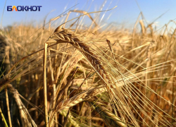 Режим ЧС ввели в сельском хозяйстве ДНР с 1 октября