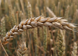 Сев озимой пшеницы в ДНР: как аграрии работают в условиях засухи