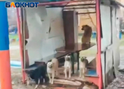 Стая собак терроризирует жителей Зугрэс 