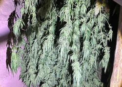 Более 10 кило конопли прятал у себя дома 41-летний житель Харцызска