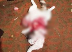 "Хотелось есть": живодер из ДНР выпотрошил котенка