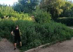 В Киевском районе Донецка тропинка к школе и садам утонула в бурьяне выше человека