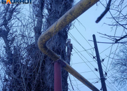 Жители улицы Огородной в Донецке напомнили властям об обещании обрезать деревья и заменить столбы