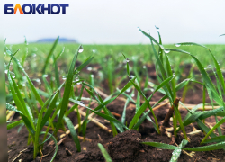 Хлебу быть: в ДНР взошло 94% озимых на 190,6 тыс. гектарах земли 