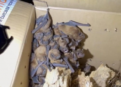 Краснокнижных летучих мышей спасли волонтёры Донецка и Луганска 