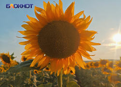 Агрономы рассказали, что уберегло урожай в ДНР этим летом