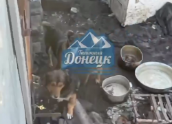 После смерти бабушки в Ясиноватой 70 собак терроризируют соседей, следить за ними некому