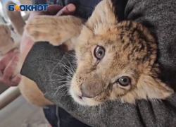 О состоянии спасенного львенка рассказали сотрудники зоопарка Мариуполя 