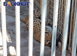 «Погибли пять верблюдов, четыре страуса, леопарда порвало на куски»: как живет зоопарк Мариуполя после пережитого ужаса