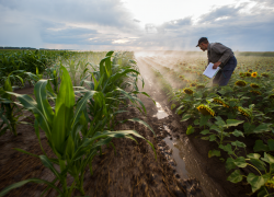 Как сильный ливень после долгой жары в ДНР отразится на урожае, рассказала агроном из Донецка